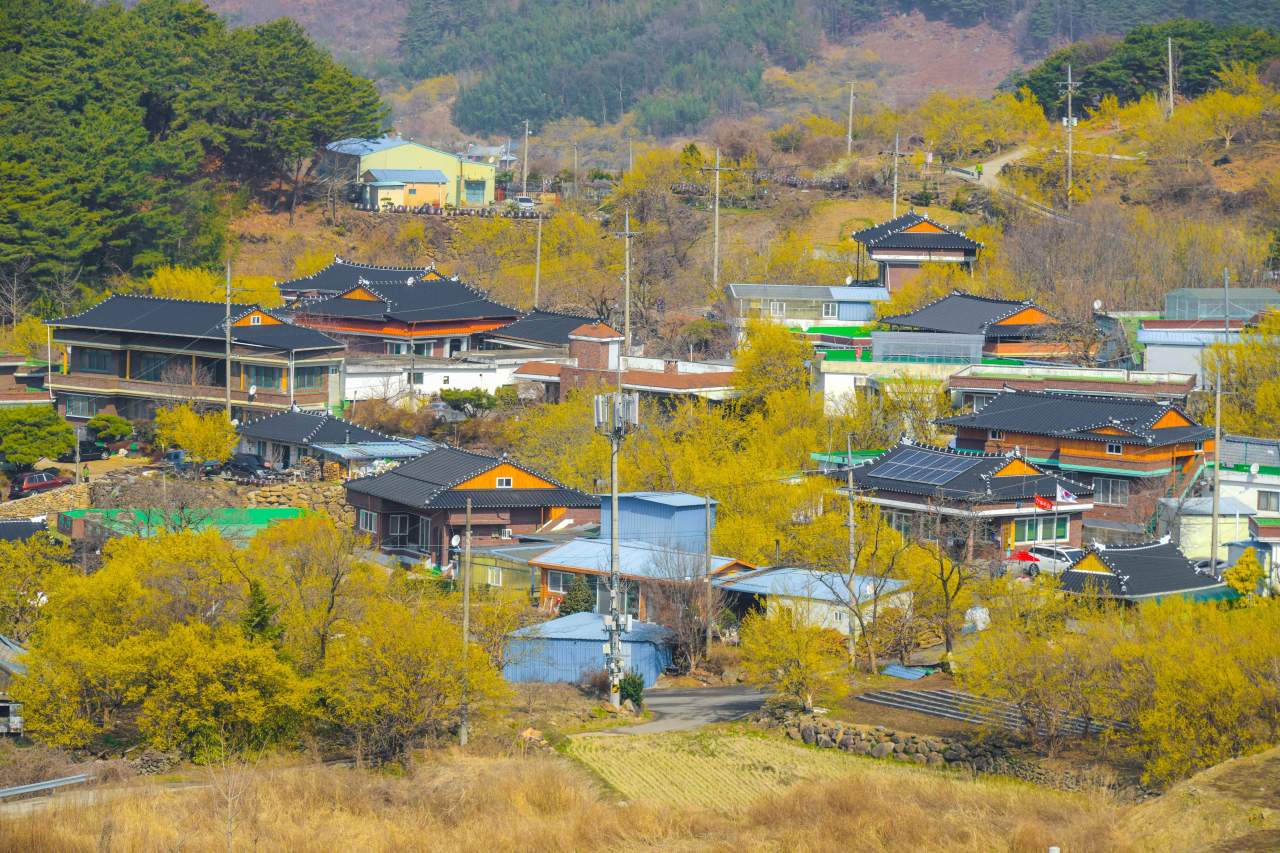 구례 산수유마을 / 사진=한국관광공사 포토코리아@라이브스튜디오