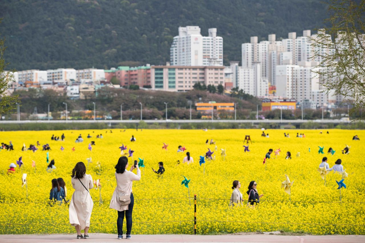 부산에서 가장 유명한 유채꽃 명소 / 사진=한국관광공사 포토코리아@이범수