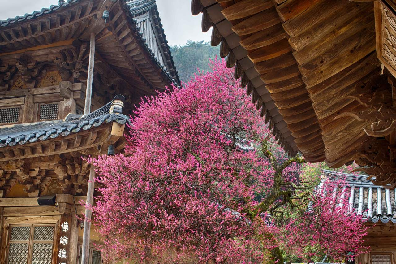 &nbsp;   The allure of black plum blossoms / Photo courtesy of Korea Tourism Organization, Photo Korea @Kim Ji-ho