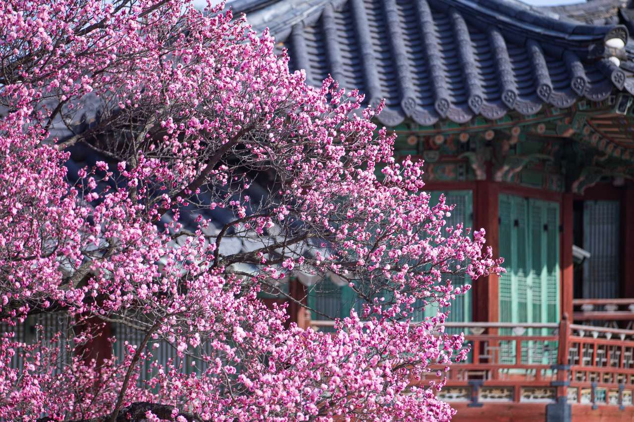 Why Changdeokgung’s 400-Year-Old Hongmaehwa is Seoul’s Top Spring Attraction?
