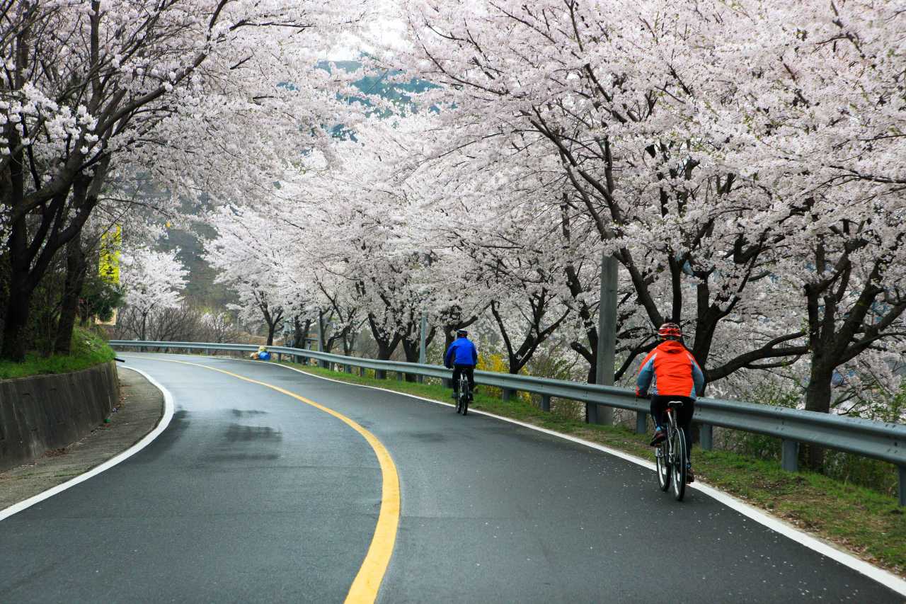 화개십리벚꽃길 / 사진=한국관광공사 포토코리아@김지호