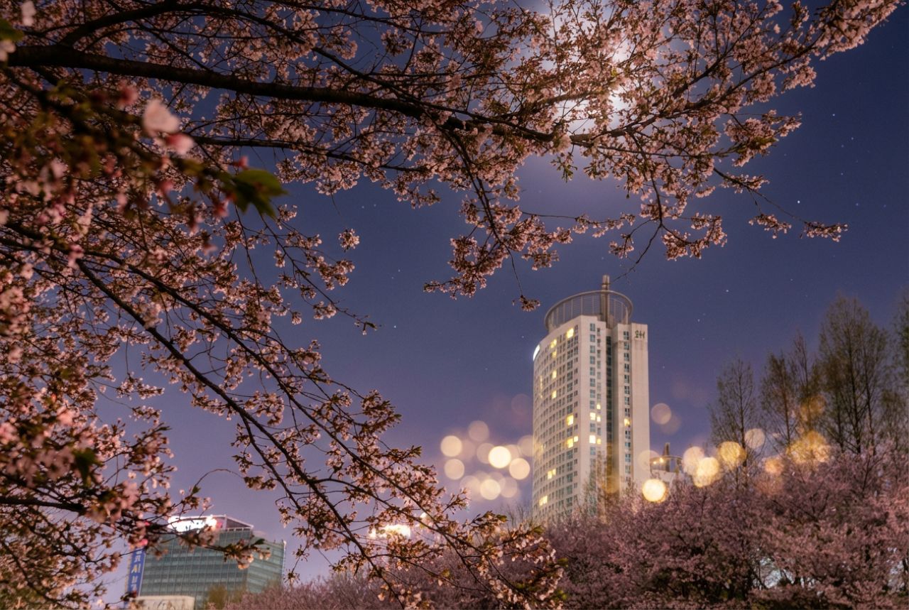 양재천 벚꽃 야경 / 직접촬영