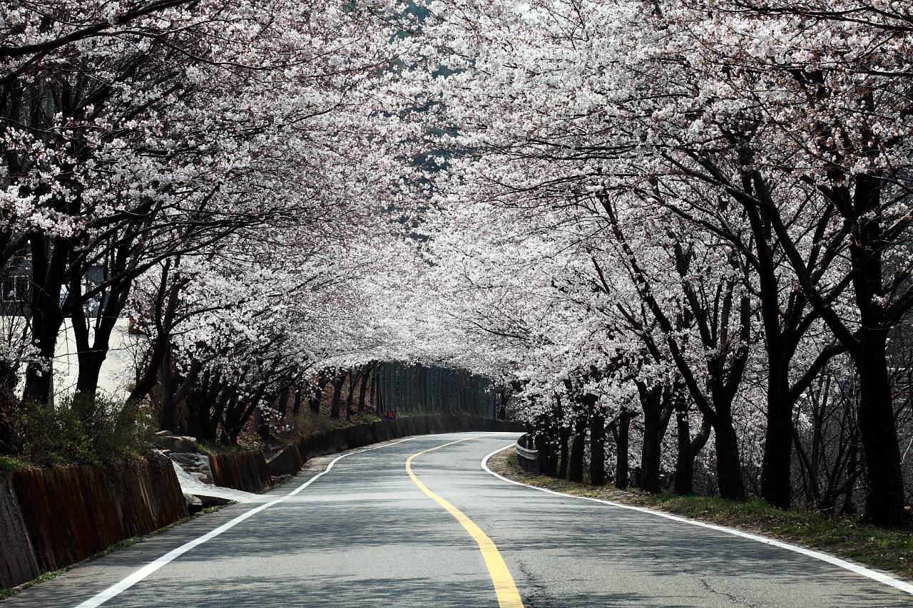 말이 필요 없는 벚꽃 명소