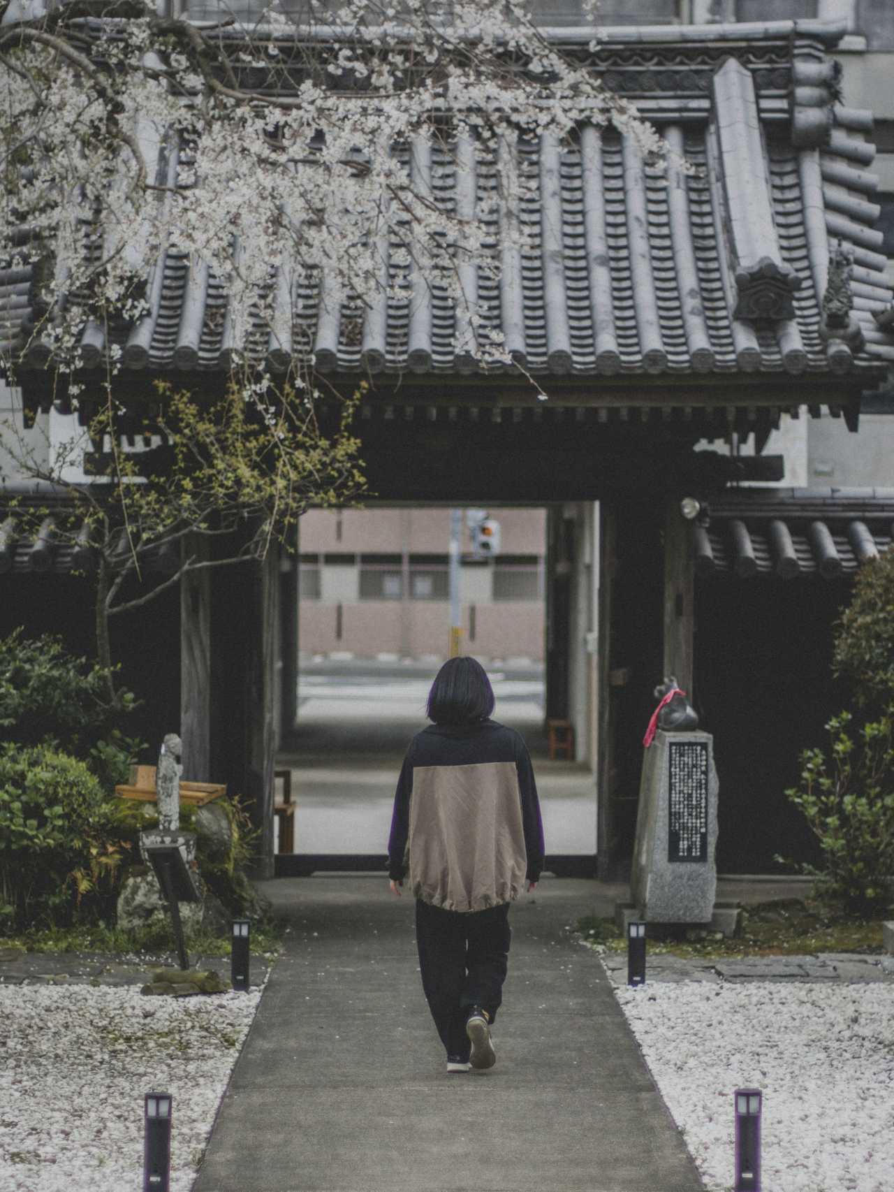 오이타현 벚꽃 개화는? / 사진=unsplash@ Zeke Tucker