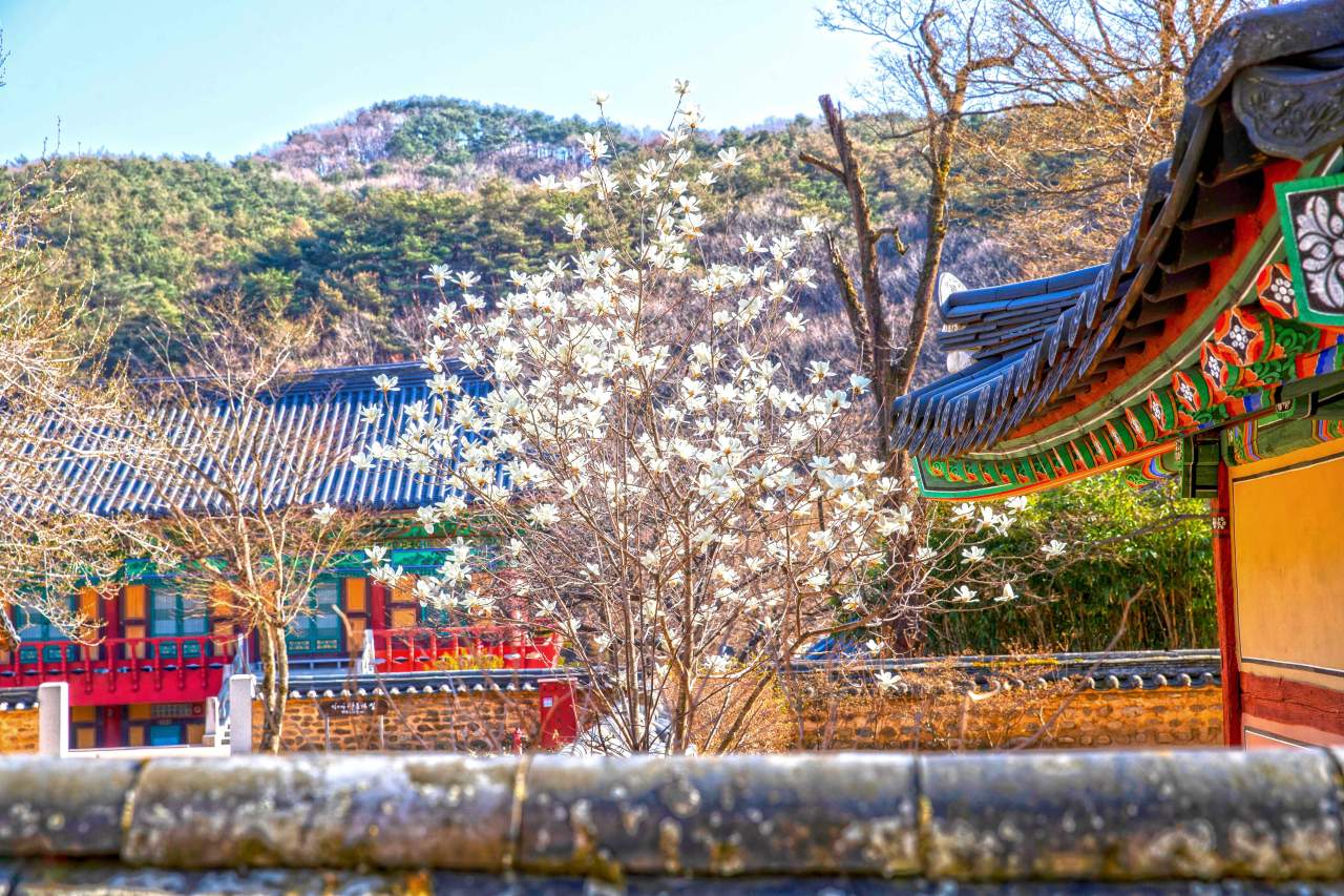 직지사 목련꽃 / 사진=한국관광공사 포토코리아@이범수