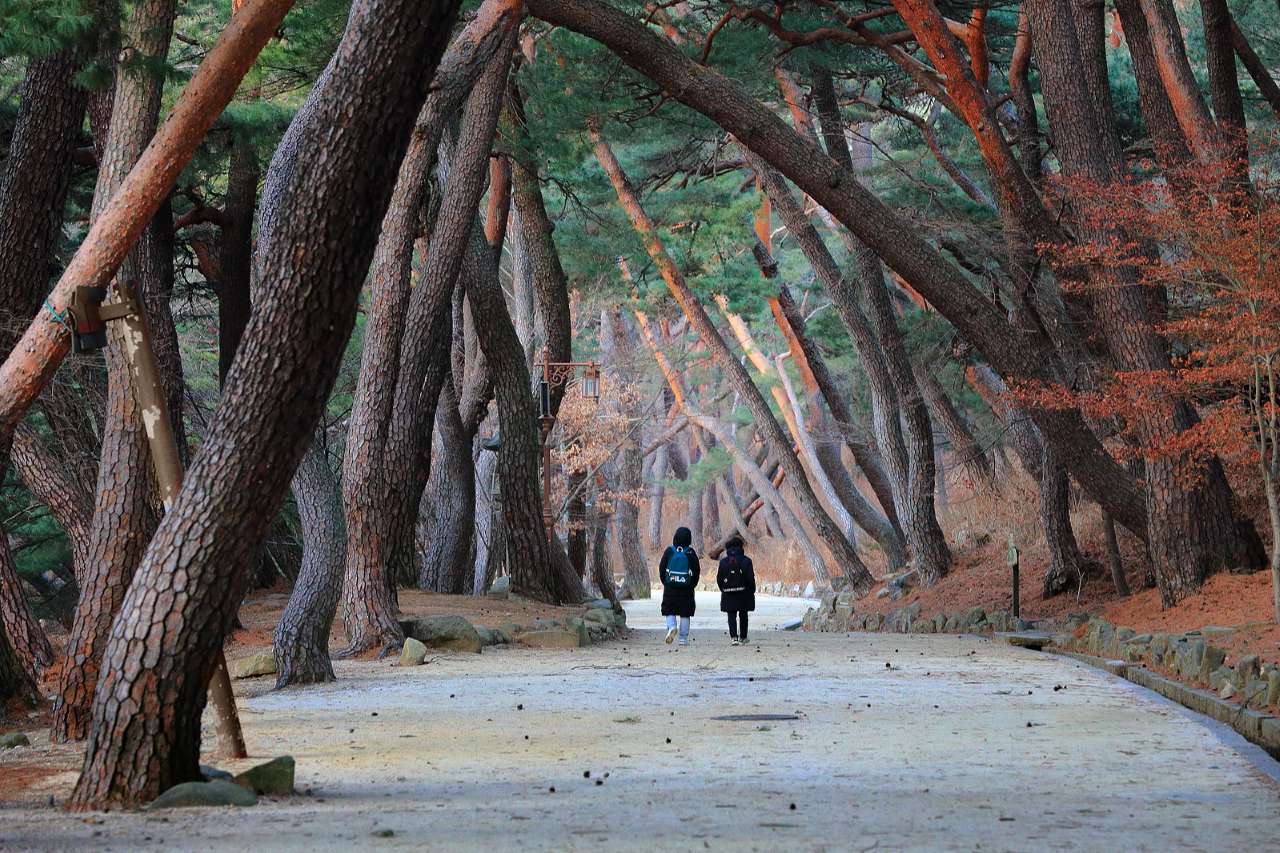 근처 무풍한송로 솔길 / 사진=경남관광길잡이@경상남도 온라인 홍보 명예기자단 김득주