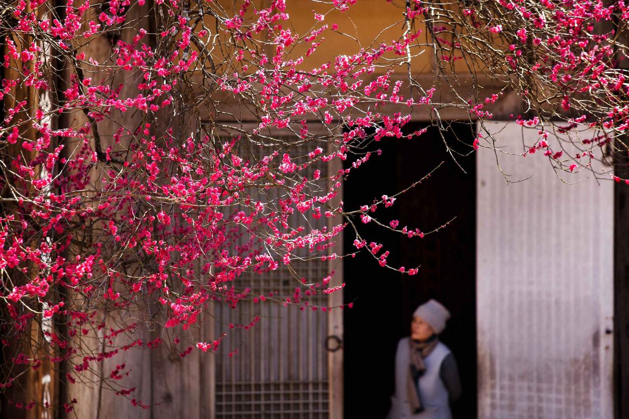 &nbsp;   Decoding the Red Plum Blossom: Symbolism and Seasonal Secrets / Photo: Korea Tourism Organization, Photo Korea @Kwon Hyang-soon