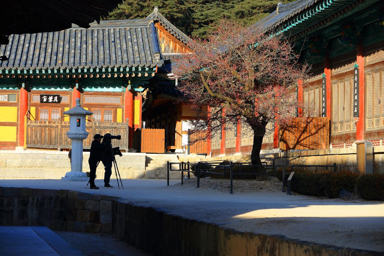 사찰과 어우러진 홍매화 / 사진=경남관광길잡이@경상남도 온라인 홍보 명예기자단 김득주