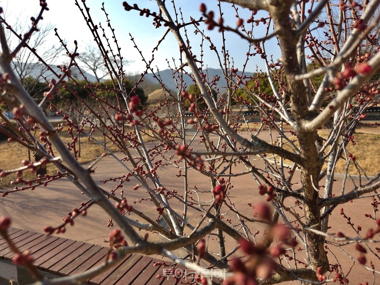 Experience the Magic of Hongmaehwa: Your Ultimate Guide to Spring in Nagan Eupseong