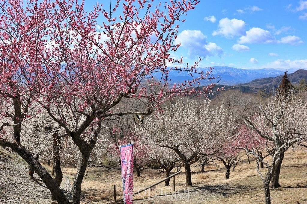 호도산 매백화원 / 사진-세이부철도 한국사무소