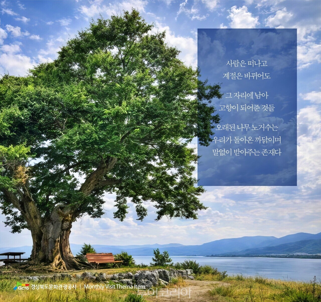 고령 다산면 느티나무/사진- 경상북도문화관광공사