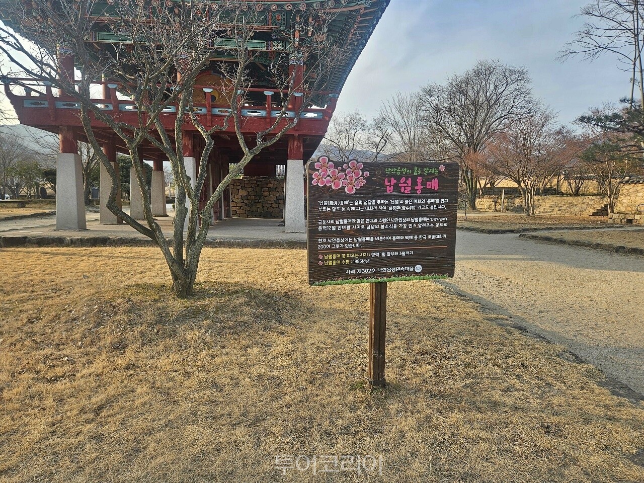 &nbsp;   Nabwol red plum blossoms announce spring\'s arrival at Nakaneupseong / Photo courtesy of Suncheon City