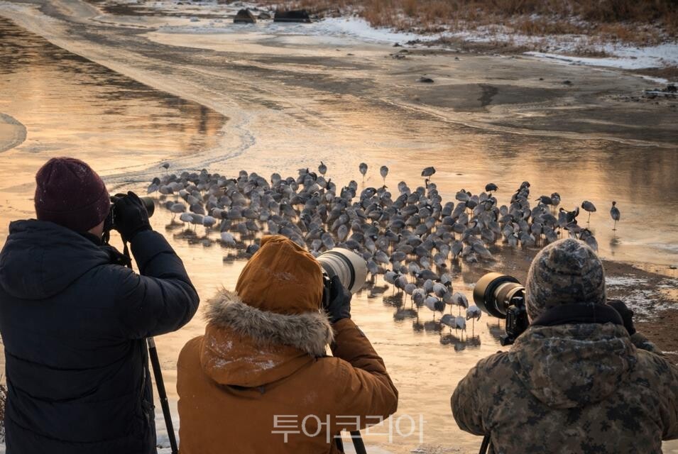 철원 두루미평화타운·철새도래지  탐조관광/사진=강원도