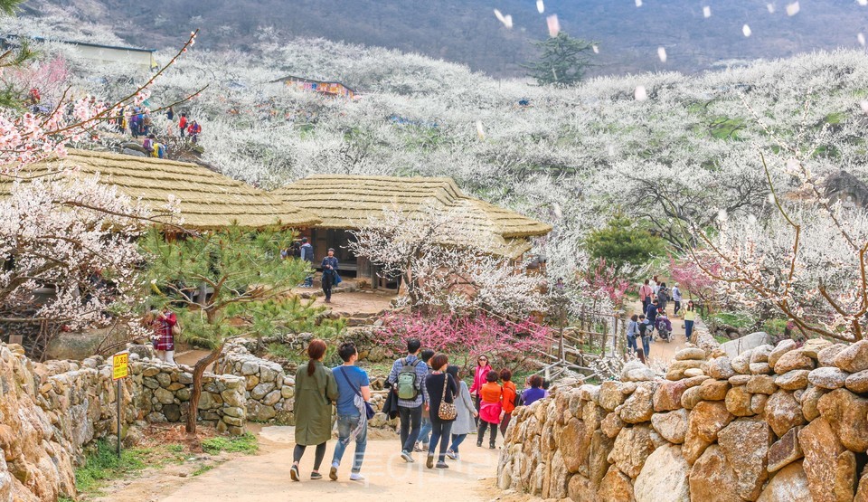 매화 곱게 핀 광양매화마을 풍경