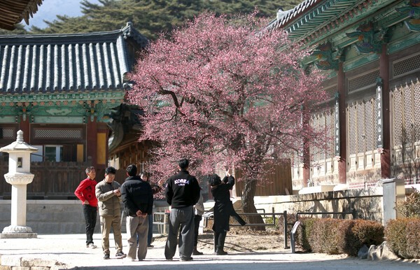 [기상속보]오늘날씨 출근길 일교차 주의 서울 낮 13도 포근...주말,주간예보/지난 2월 12일 오후 경남 양산시 통도사 사찰에 홍매화가 펴 관람객의 시선을 끌고 있다./사진=연합뉴스