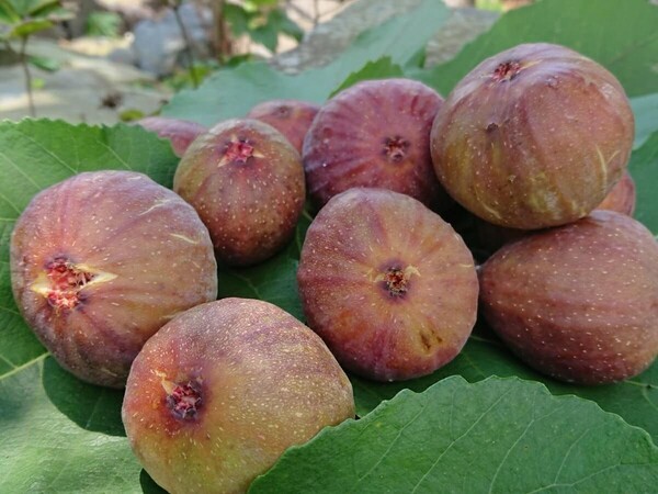 greensnap