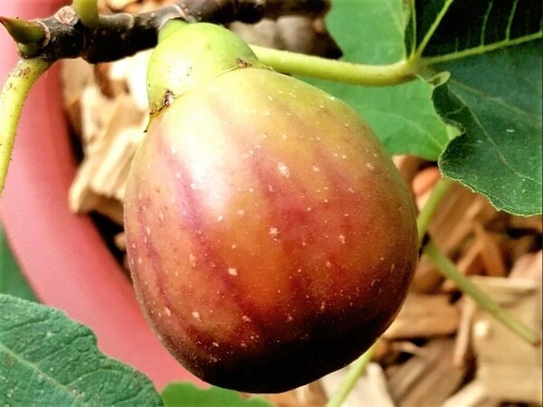 greensnap