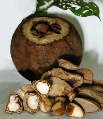 marcheaozora.com