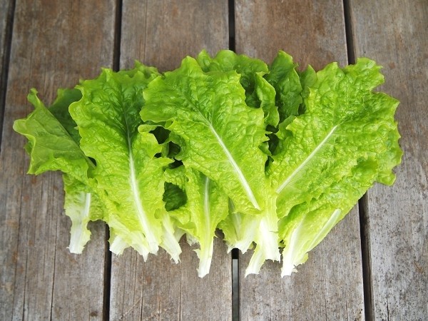 野菜の育て方