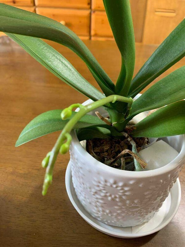 greensnap