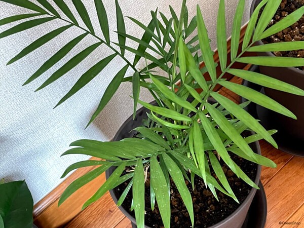 horti