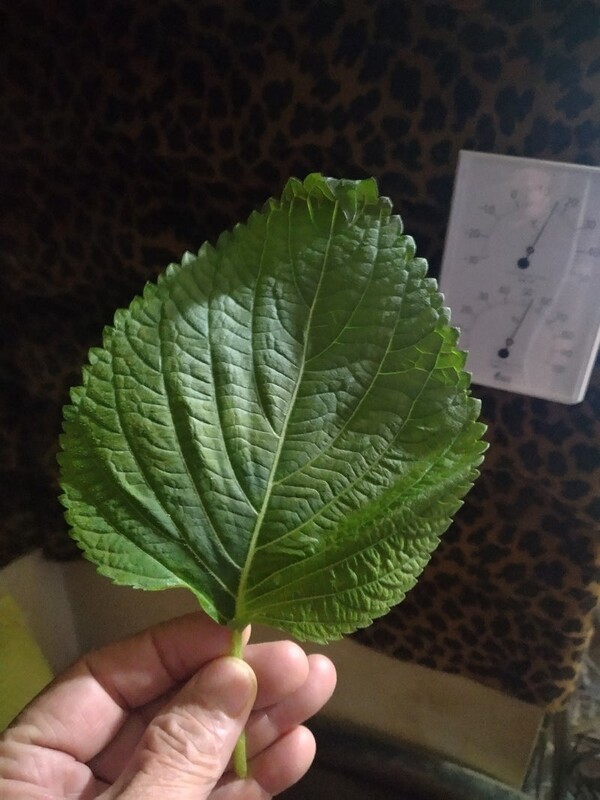 ameblo