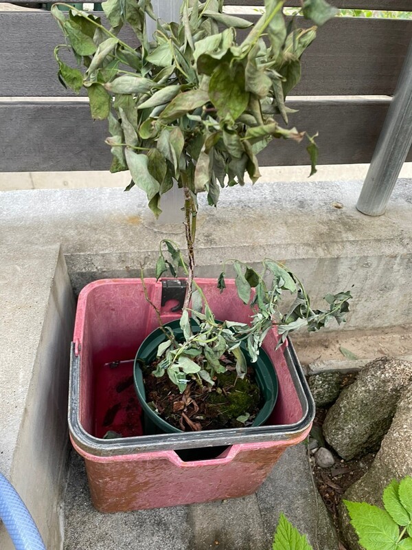 ameblo