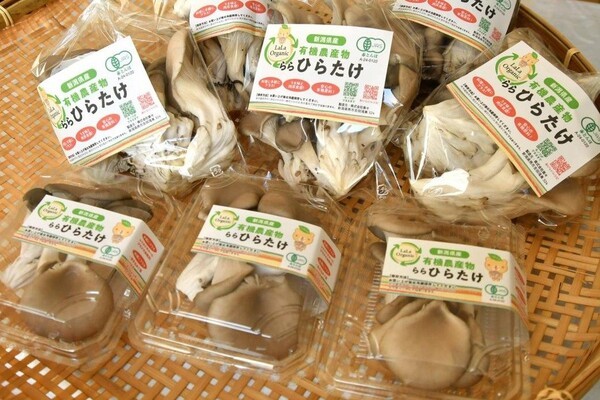 niigata-nippo