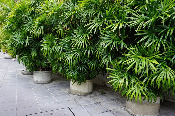 gardenstory