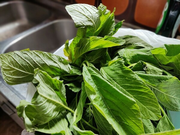 girisyagohan
