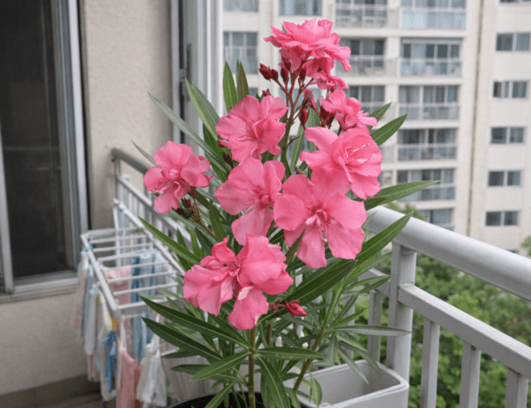 이해를 돕기 위한 Ai이미지