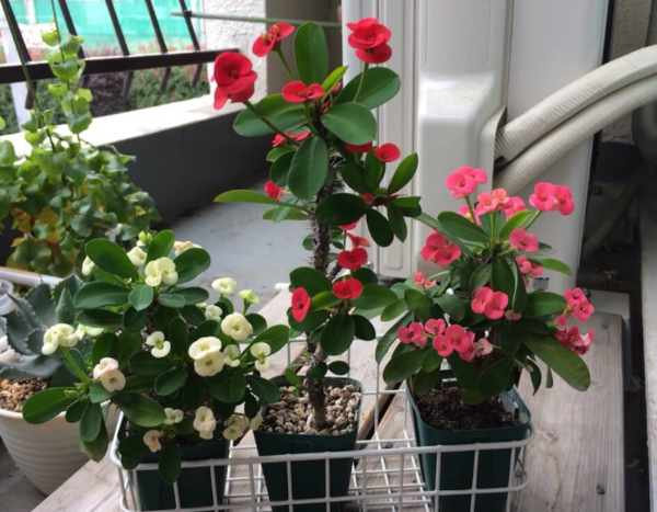 온라인 커뮤니티