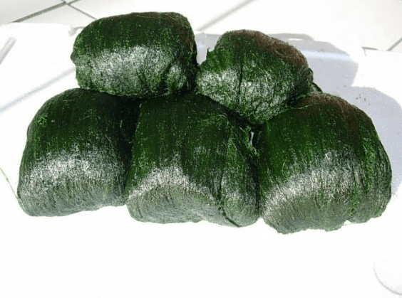 온라인 커뮤니티
