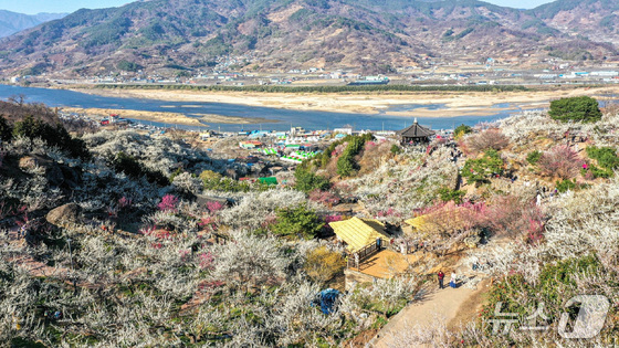 Discover the Beauty of Gwangyang Plum Blossom Village: 2025-2026 Korean Tourism 100 Event