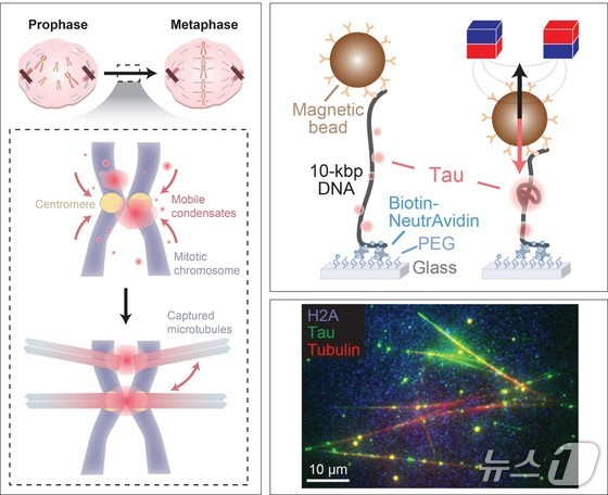 POSTECH Research Image (Provided by POSTECH) 2026.3.18 / News1