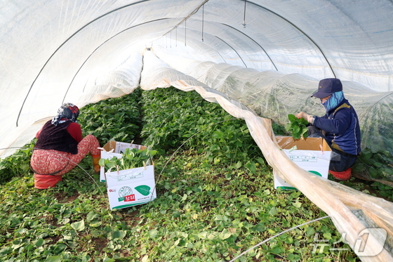 Discover the Nutritional Power of Spring: Why Taean’s Chamchwi Herb is a Must-Try in 2026