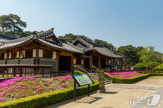 Experience the Beauty of Cherry Blossoms: Top Attractions in Gangneung for April 2026