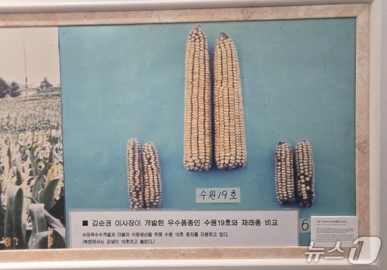 Photo of Suwon No. 19 corn displayed at the Africa-North Korea museum 2026.2.22 / News1