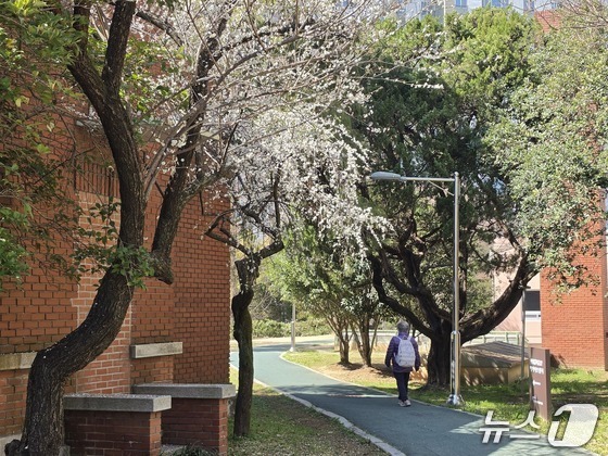 Exploring the Best Cherry Blossom Viewing Locations: A Guide for Spring 2026