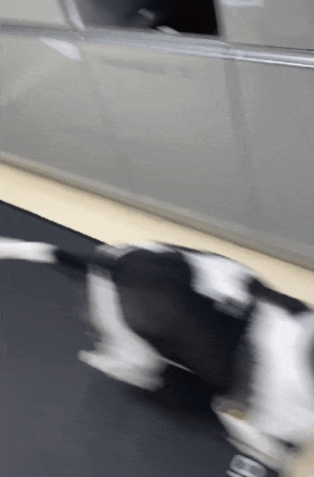 Bon Animal Medical Center