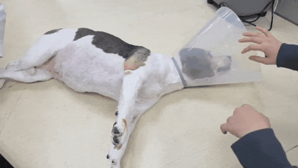 Bon Animal Medical Center