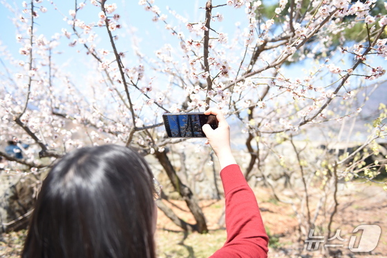 Spring Awakening: Why Jeonnam’s Gwangyang Plum Blossom Festival is a Must-See in 2026
