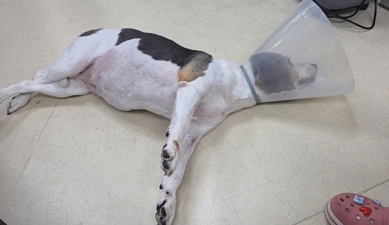 Bon Animal Medical Center