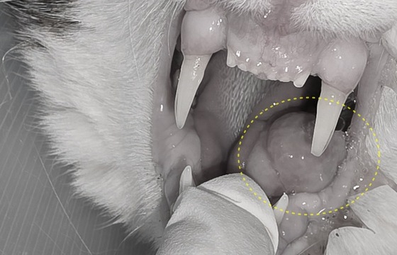 A cat recently treated at The Care Animal Medical Center was found to have a mass under its tongue. / Courtesy of TheCare24 Animal Medical Center