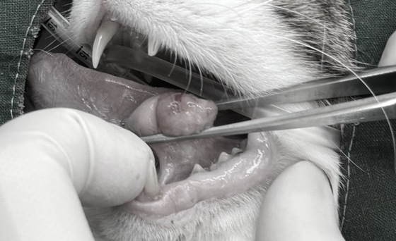 A cat was found to have a mass under its tongue. / Courtesy of TheCare24 Animal Medical Center