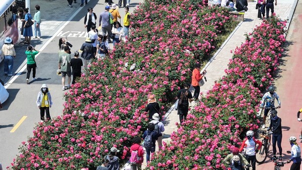 사진 = 지난해 ‘제17회 중랑 서울 장미축제’를 즐기는 시민들의 모습