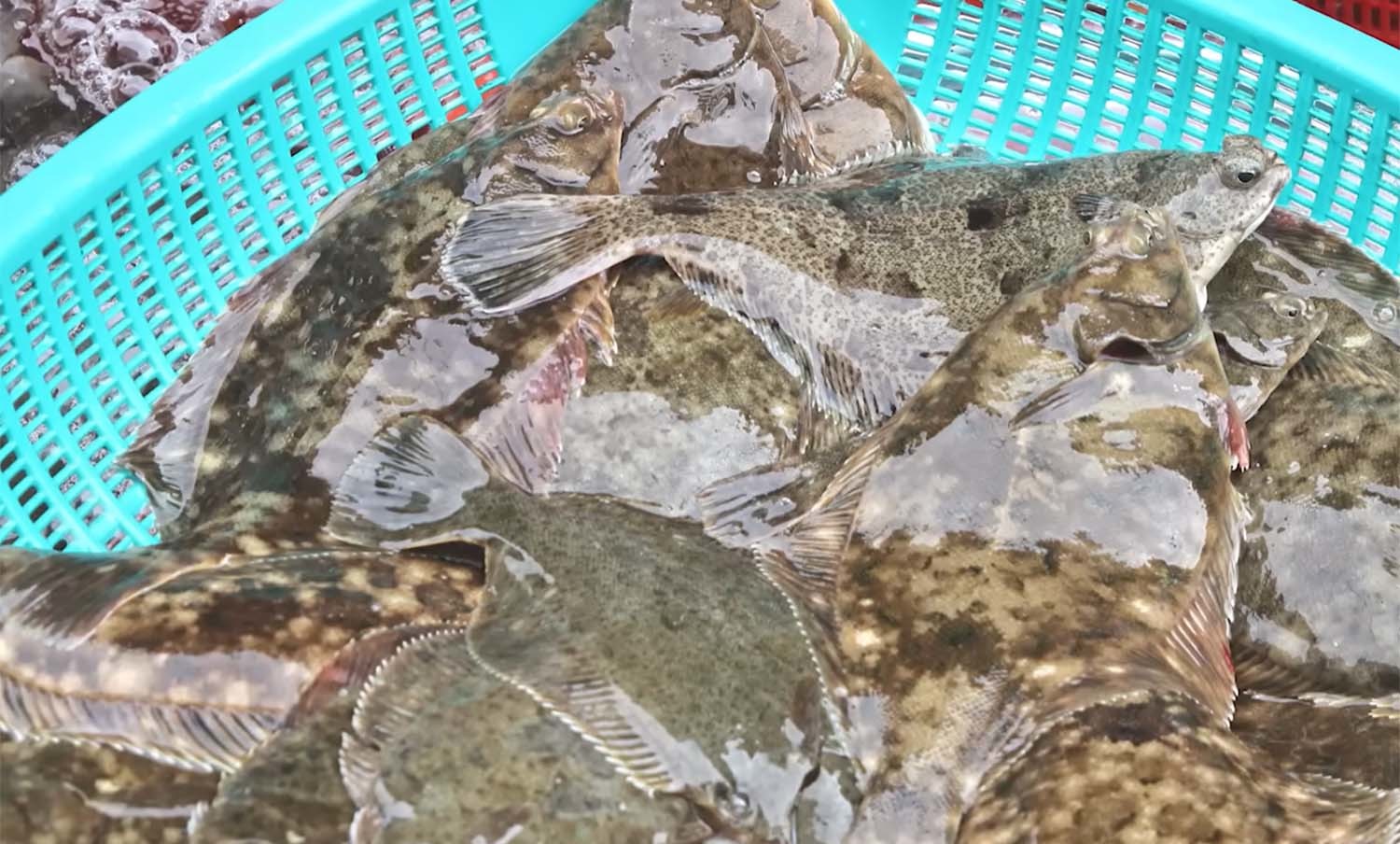 Do-Dari vs. Gangdo-Dari: What You Need to Know About This Spring Delicacy