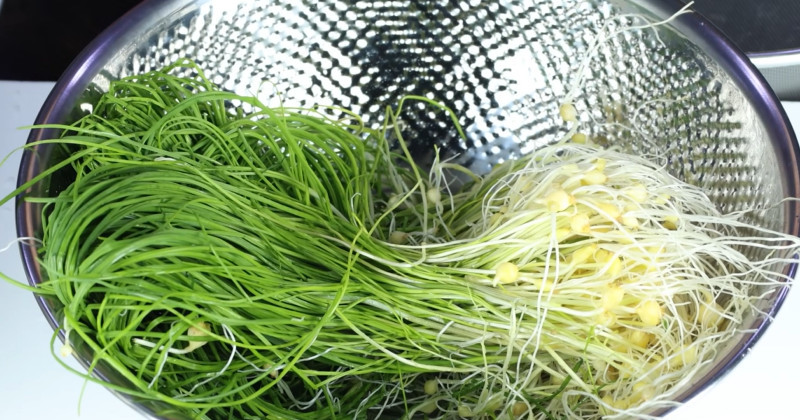 Spring’s Secret Ingredient: How to Make Delicious Garlic Chive Pickles for Your Table