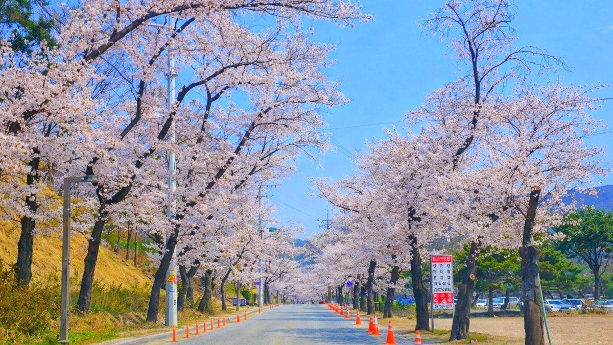 Donghaksa Cherry Blossom Road. / Gongju City official blog, AI
