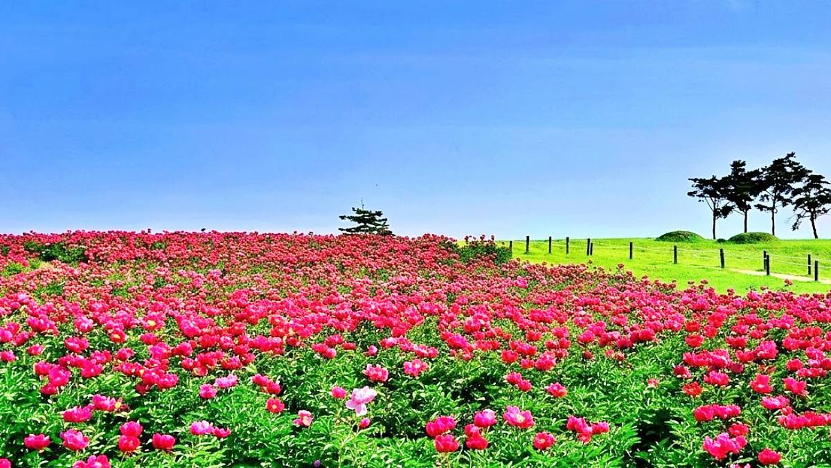 Discover the Hidden Gem: The Enchanting Peony Fields of Gyeongbuk’s Ancient Tombs